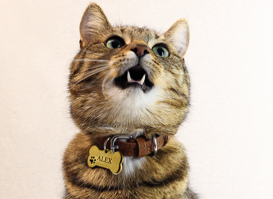 Kauliņa dormas ID piekariņš mājdzīvniekam ar personalizētu gravējumu zelta krāsā.